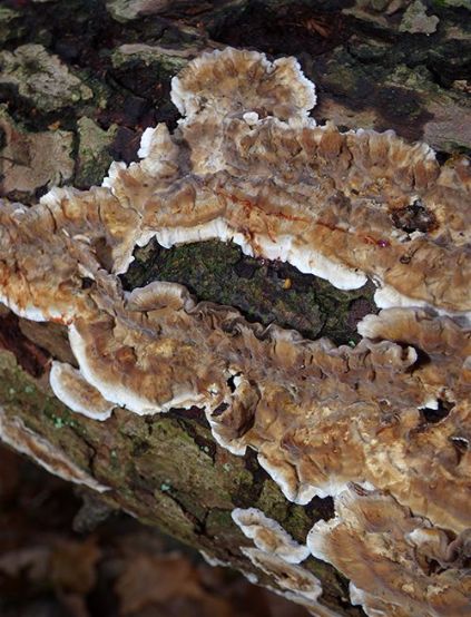 Fruiting bodies showing the reddish cut surface on English oak in Hockley Woods, Essex.